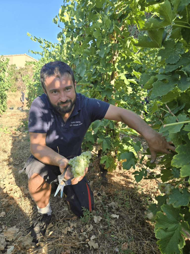Vendange à la main au sécateur dans la vigne pédagogique de Saint-Péray
