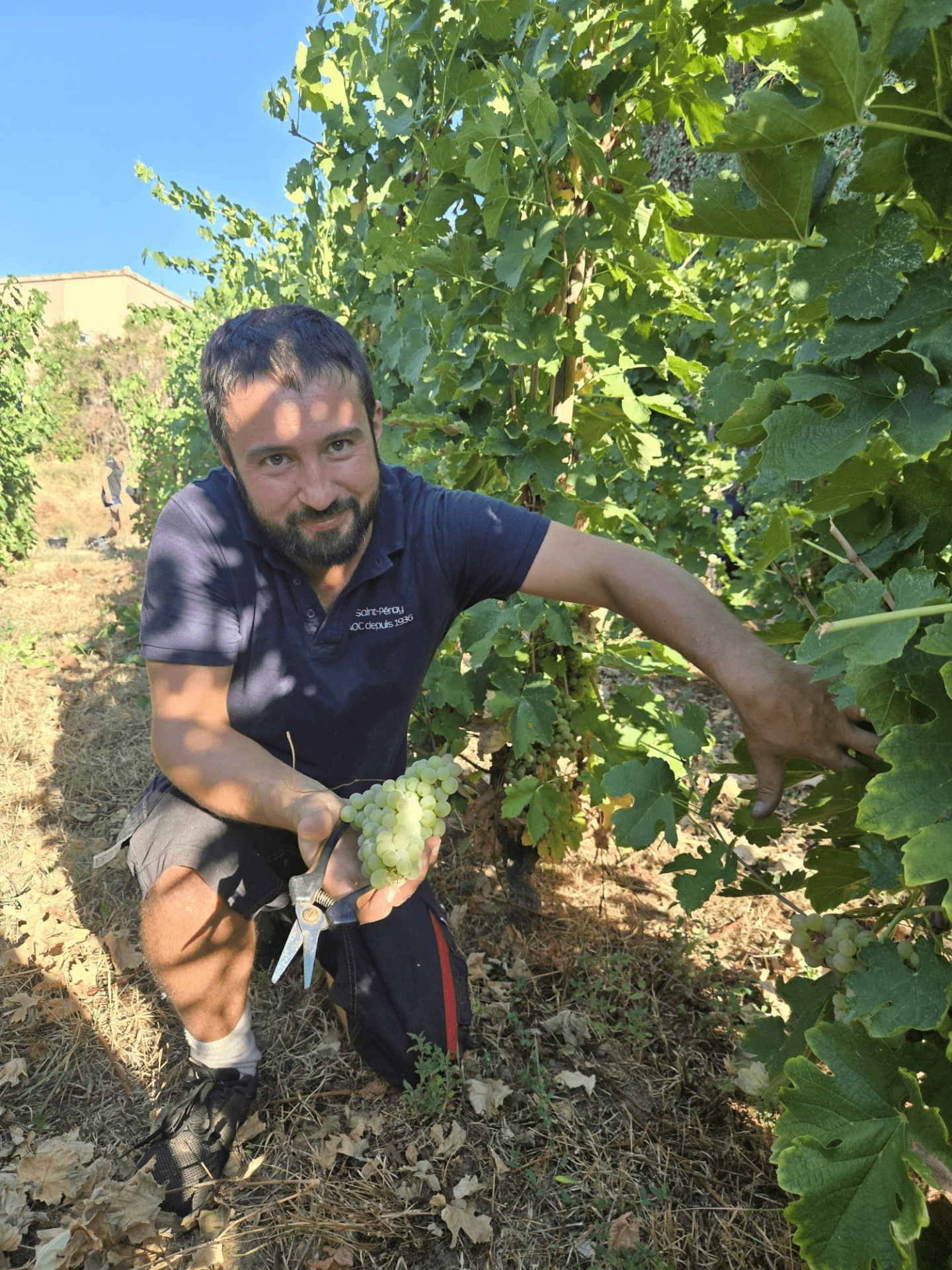 Vendanges 2026 : la vigne pédagogique de Saint-Péray récoltée à la main