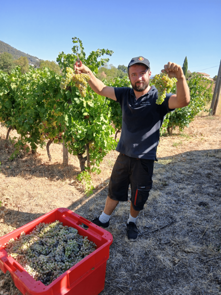 Thomas Dessagne présentant deux grappes de raisin blanc dans la vigne pédagogique de Saint-Péray