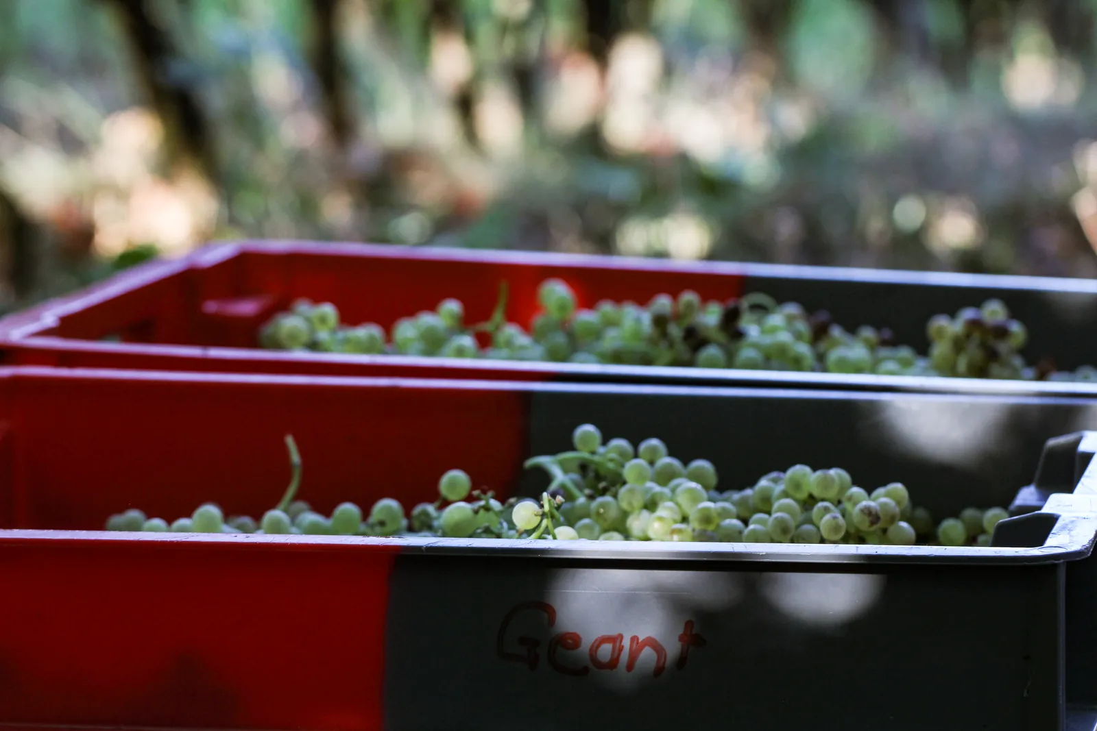 Caisses de vendange du Domaine du Géant remplies de raisin blanc