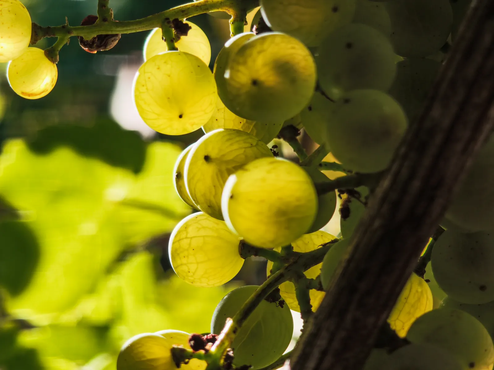 Grappe de raisin blanc mûr à contre-jour, vendanges 2026